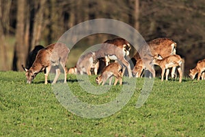 Big european moufflon ( Ovis orientalis ) , Saxony , Germany