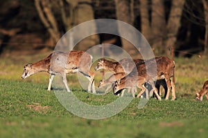 Big european moufflon ( Ovis orientalis ) , Saxony , Germany