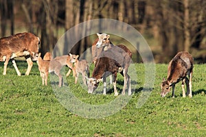 Big european moufflon ( Ovis orientalis ) , Saxony , Germany