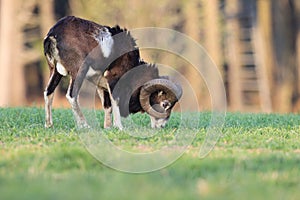 Big european moufflon ( Ovis orientalis ) , Saxony , Germany