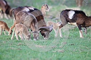 Big european moufflon ( Ovis orientalis ) , Saxony , Germany