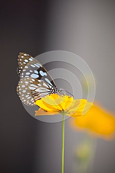 Big exotic blue butterfly