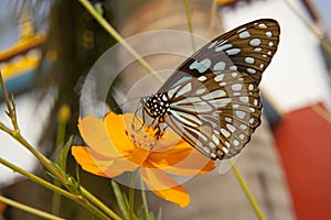 Big exotic blue butterfly