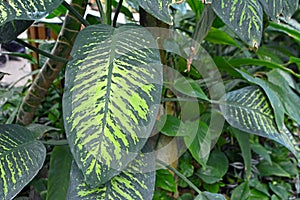 big exotic Dieffenbachia Seguine Tropic Snow plant with striking light green pattern