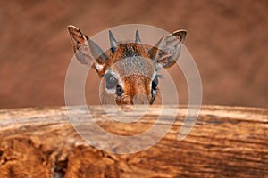 Big eye antelop, hidden behind the tree trunk, Samburu reserve, Kenya. Close-up big eye head portrait of