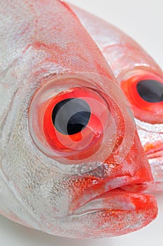 Big eye fish