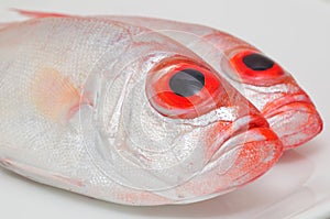 Big eye fish