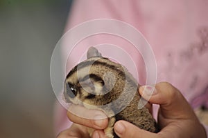 Big Eye of Flying Squirrel while Held by Animal Lover