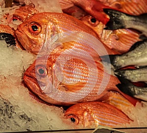 Big eye red snapper