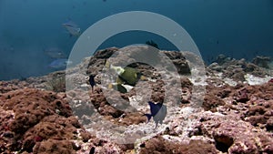 Big eye Trevallies fish tuna wrasse underwater on seabed.