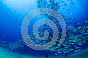 Big eye Trevally Jack, Forming a school, with a diver