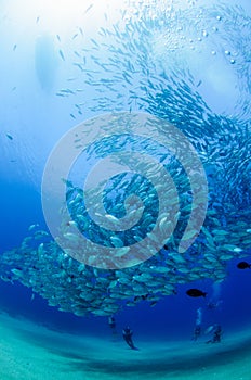 Big eye Trevally Jack, Forming a school, with a diver