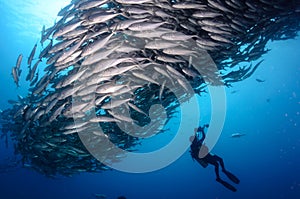 Big eye Trevally Jack, Forming a school, with a diver