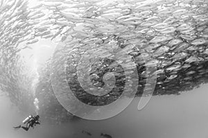 Big eye Trevally Jack, Forming a school, with a diver