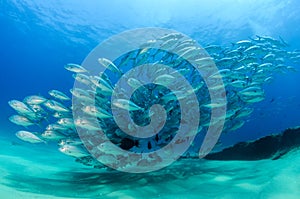 Big eye Trevally Jack, Forming a school, no people