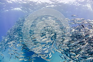 Big eye Trevally Jack, Forming a school, no people