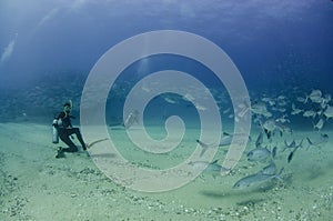 Big eye Trevally Jack, Forming a school, no people