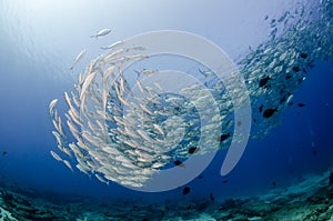 Big eye Trevally Jack, Forming a school, no people