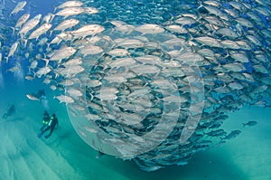 Big eye Trevally Jack, Forming a school, no people