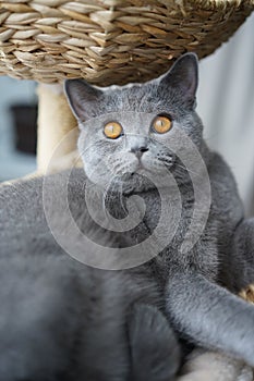 Big eyed cat in basket