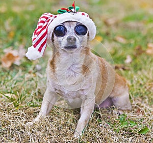 Big-Eyed Chihuahua with christmas hat outside