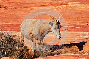 Big eyed desert bighorn sheep, ovis canadensis nelsoni, grazes on rocky and desert landscape in Valley of Fire State Park. The