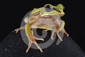 Big-eyed frog Leptopelis nordequatorialis