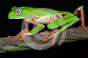 big eyed green tree frog tropical jungle amphibian