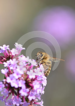 Big eyed Honey bee on purple verbena with bokeh background