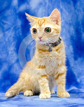 Big eyed Kitty Cat Seymore Beanie Boo