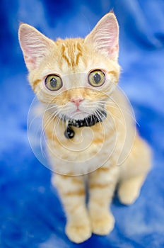 Big eyed Kitty Cat Seymore Beanie Boo