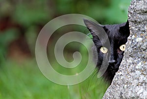 A big eyed norwegian forest cat lurking