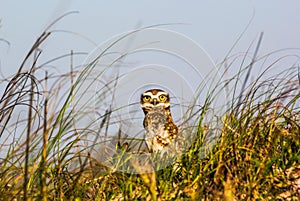 big-eyed owl on the beach
