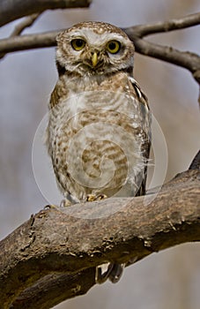 A big eyed spotted owlet(Athene brama) staring directly at the photographer
