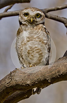 A big eyed spotted owlet Athene brama staring directly at the photographer