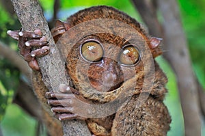 Big-eyed Tarsier