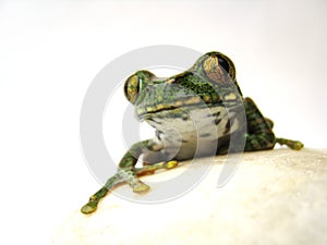 Big-eyed tree frog (13) leptopelis vermiculatus