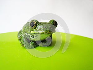 Big-eyed tree frog (2) leptopelis vermiculatus