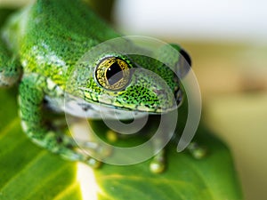 Big-eyed tree frog (7) leptopelis vermiculatus