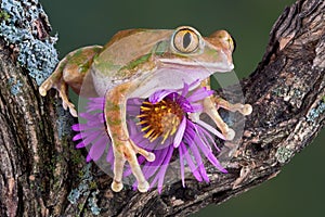 Big-eyed tree frog with aster