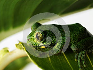 Big-eyed tree frog leptopelis vermiculatus