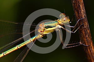 Big eyes damselflies