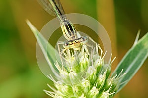 Big eyes damselfly sitting on bloom of thistle