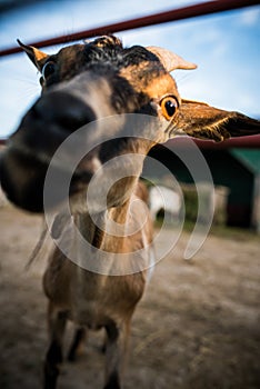 Funny expressive goat closeup portrait