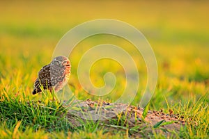 Big eyes in grass. Burrowing Owl, Athene cunicularia, night bird with beautiful evening sun, animal in the nature habitat, Mato Gr photo