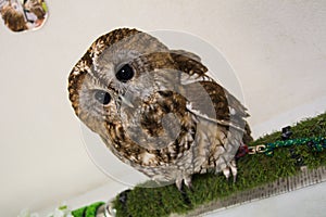 Big Eyes Owl