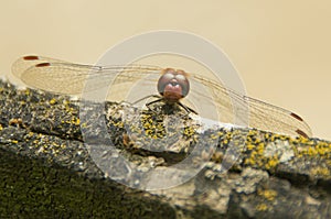 The big eyes of a Ruddy darter close-up macro photo