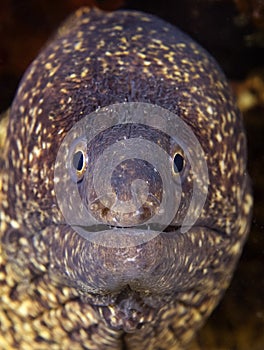 Big-faced fish camouflaged in Maldives, strangely looking at the lens