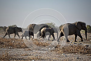 Big family of elephants walking in a safari