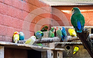 Big family of parakeets together on a branch, colorful tropical birds in the aviary